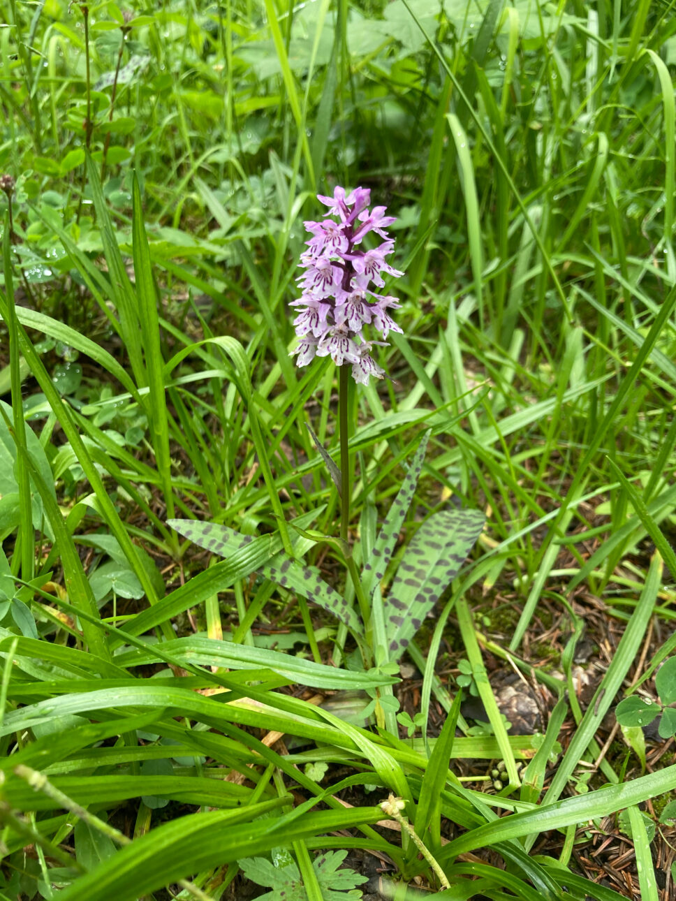 Orchidee.
