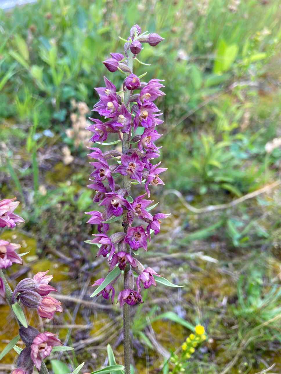 Orchidee