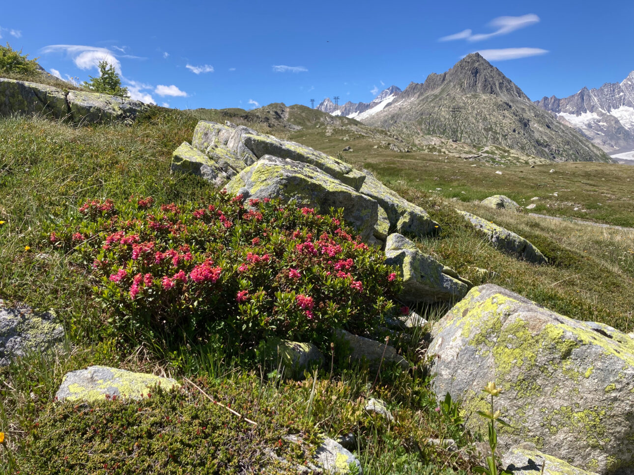 Alpenrosen