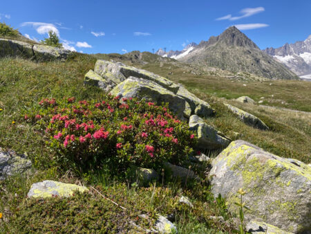 Alpenrosen
